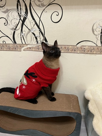Гостиница для кошек в Самаре Motelforcats первая специализированная гостиница для кошек в Самаре  (22) (336x448, 118Kb)