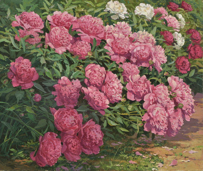 Цветущие_кусты_пионов_2014_холст_масло_80х95 (700x590, 683Kb)