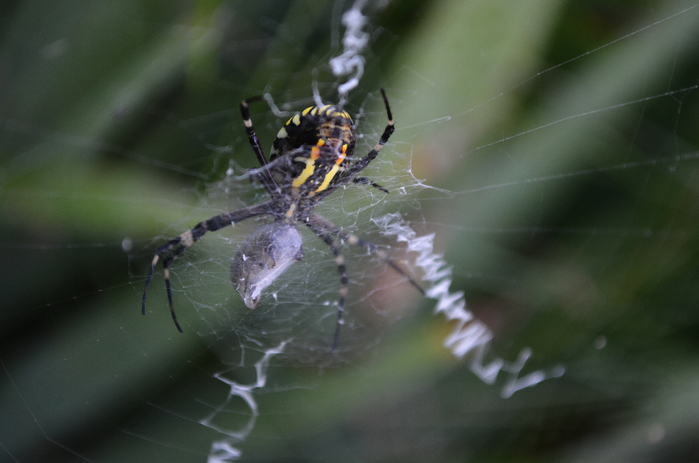 DSC_0054-0 (700x463, 301Kb)