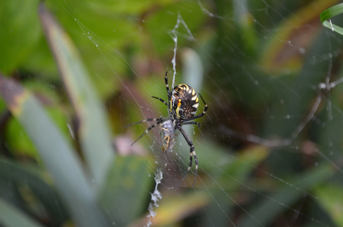 DSC_0064-0 (700x463, 292Kb)