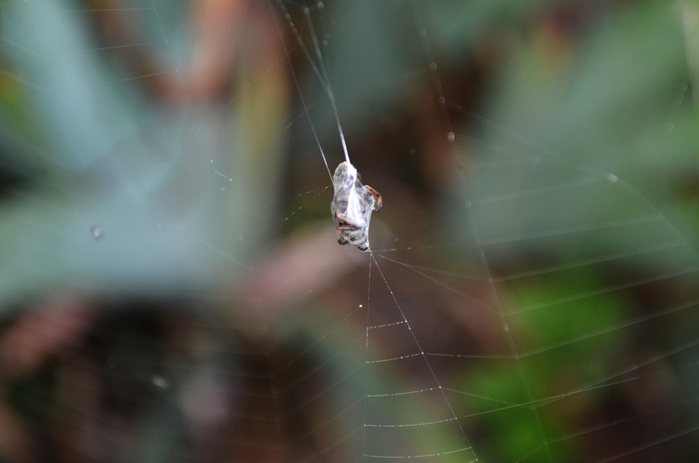 DSC_0082-0 (700x463, 262Kb)