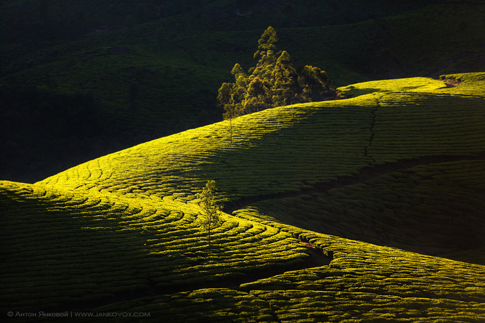     - Tea plantation's Geometry (700x466, 205Kb)