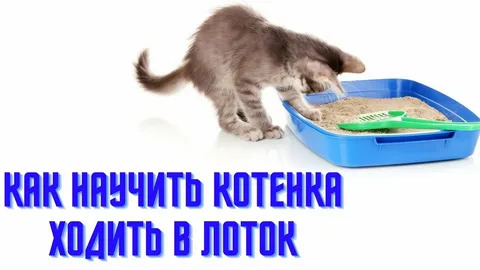 1555846_gostinica_dlya_koshek (480x270, 44Kb)