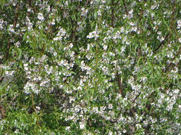 DSC00007 (700x525, 619Kb)