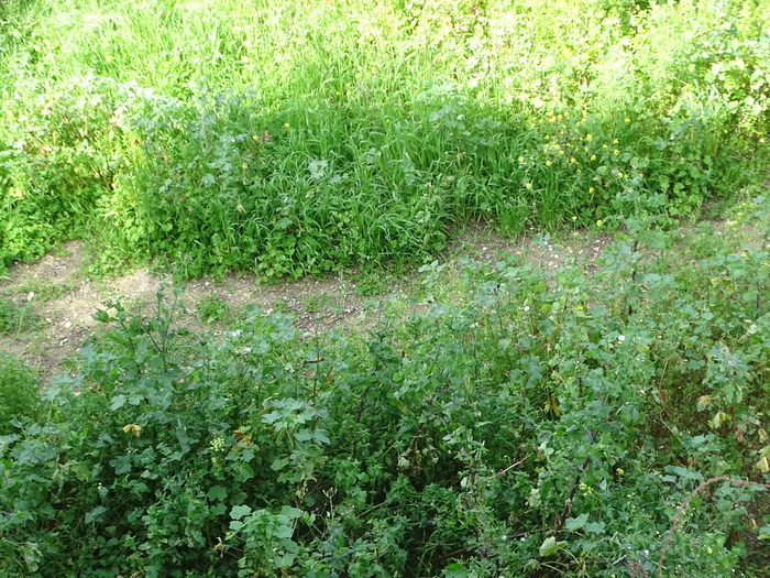 DSC00009 (700x525, 673Kb)