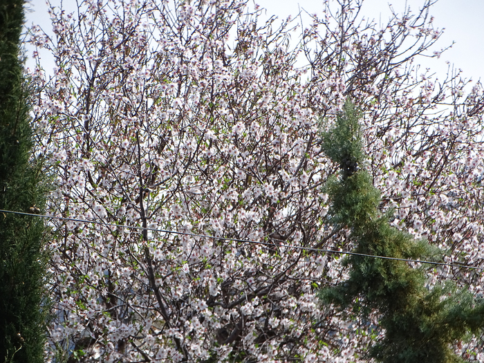 DSC00035 (700x525, 717Kb)