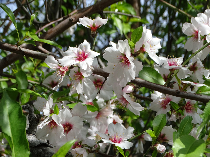 DSC00049 (700x525, 472Kb)