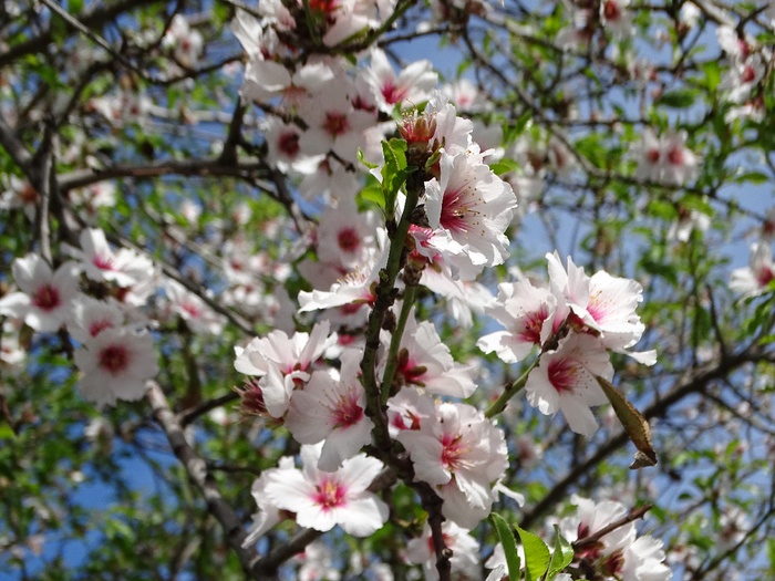 DSC00055 (700x525, 467Kb)