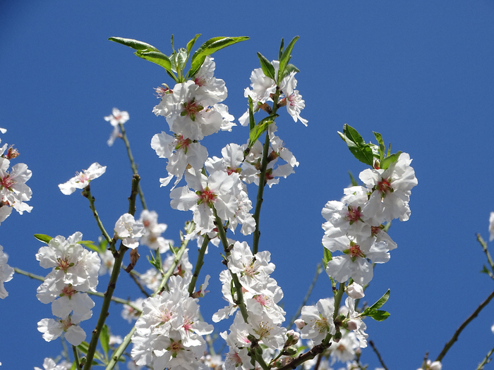 DSC00089 (700x525, 410Kb)