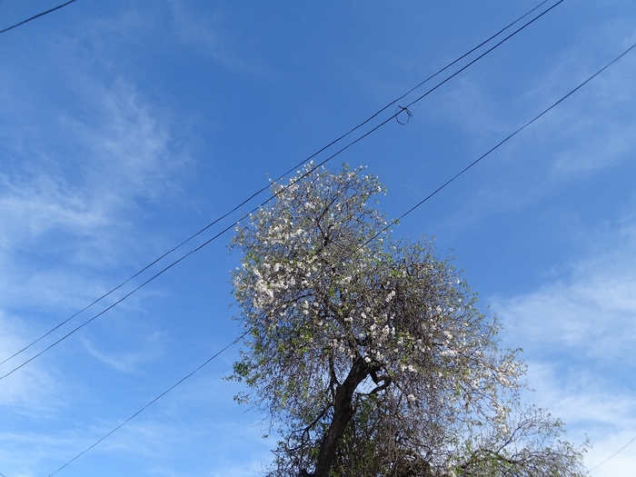 DSC00095 (700x525, 403Kb)