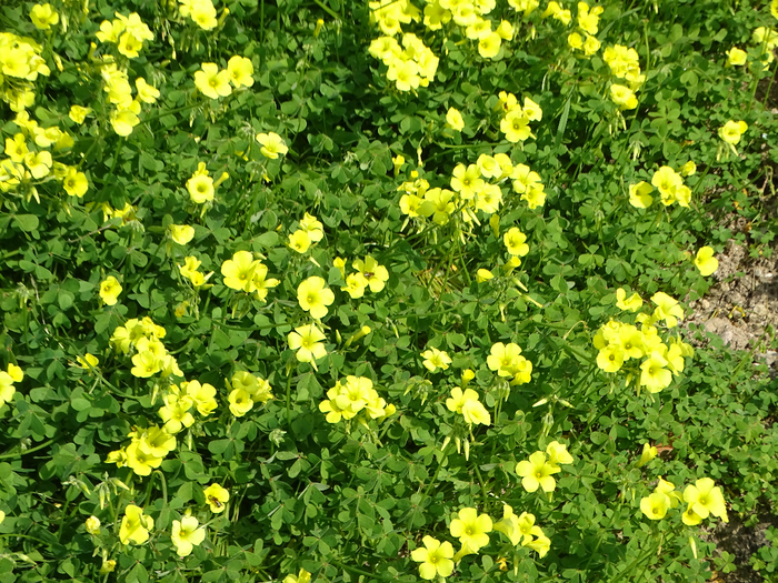 DSC00156 (700x525, 676Kb)