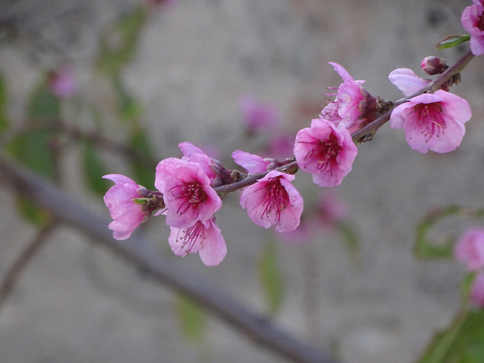 DSC00173 (700x525, 310Kb)