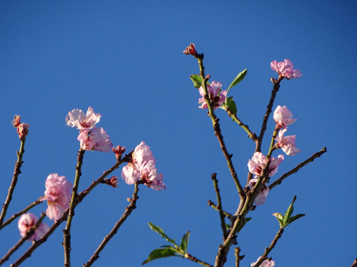 DSC00200 (700x525, 365Kb)