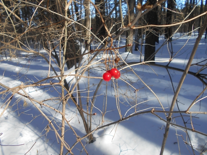 4533467_DSCN73101 (700x525, 324Kb)