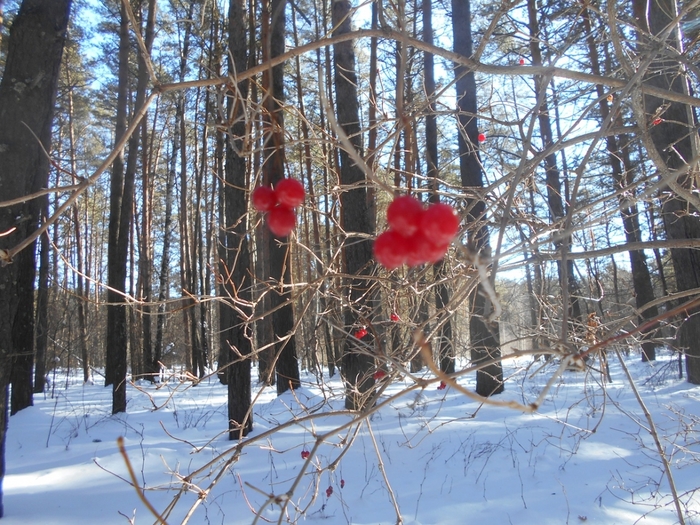 4533467_DSCN73191 (700x525, 367Kb)