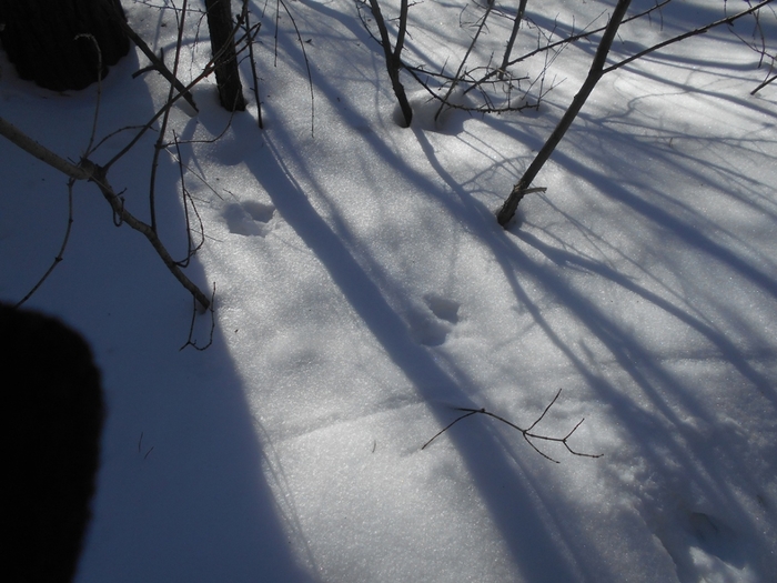 4533467_DSCN73021 (700x525, 249Kb)
