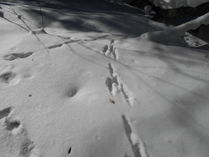 4533467_DSCN73041 (700x525, 218Kb)