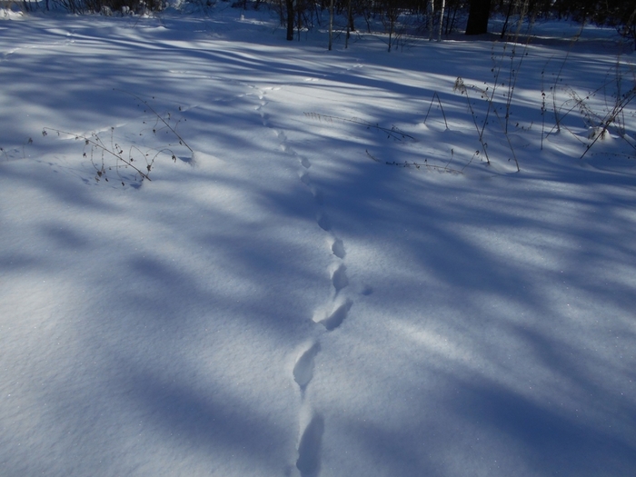 4533467_DSCN73071 (700x525, 225Kb)