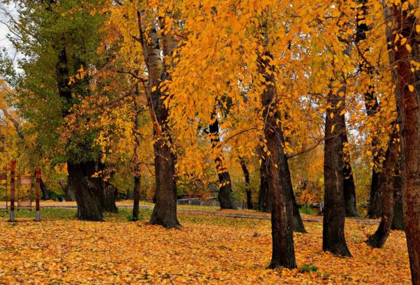 4397599_imageG6LOTCHG601x408 (601x408, 86Kb)