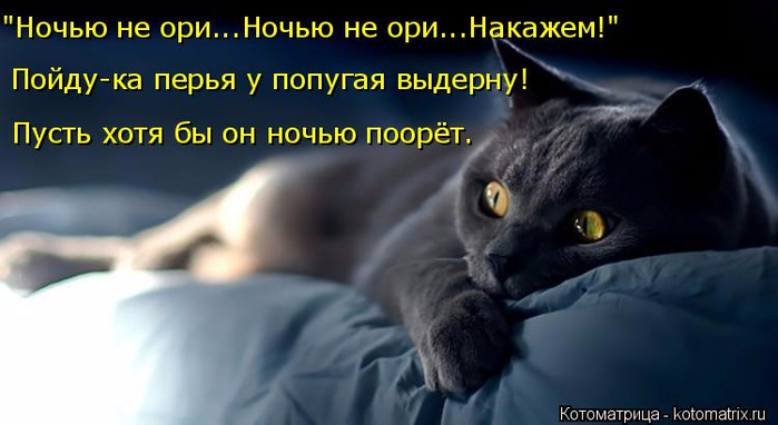 4743317_138874761_kotomatritsa_E (699x382, 230Kb)