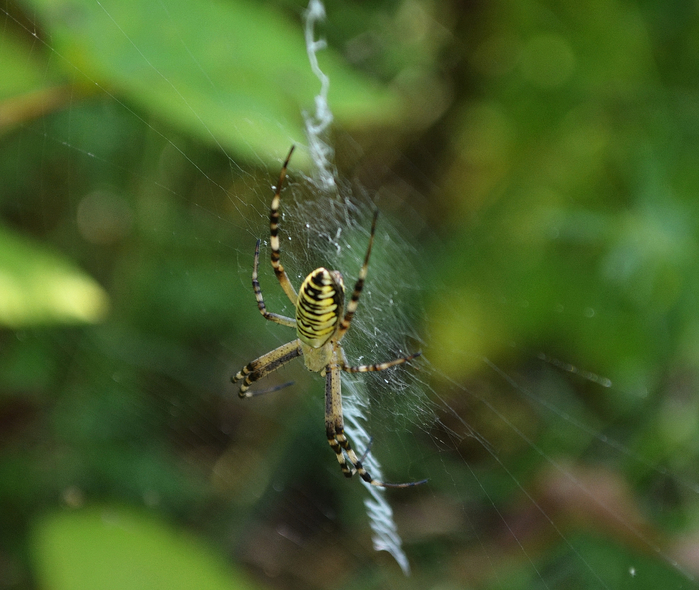 DSC_0121-0 (700x590, 404Kb)