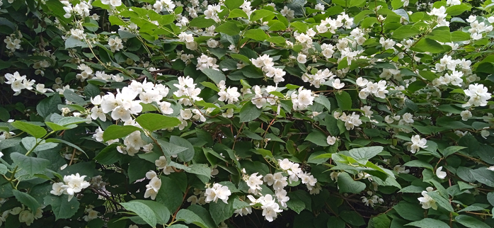 1688988251544 (700x322, 333Kb)