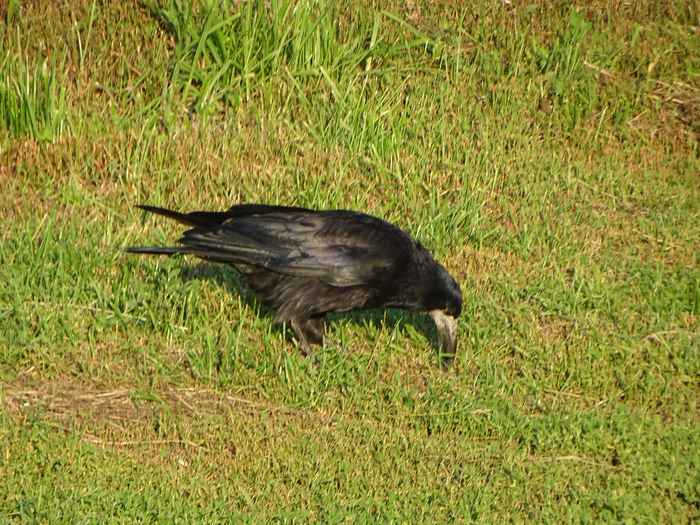 DSC00094 (700x525, 614Kb)