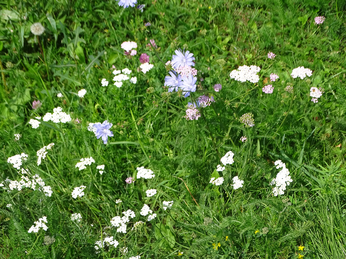 DSC00123 (700x525, 626Kb)
