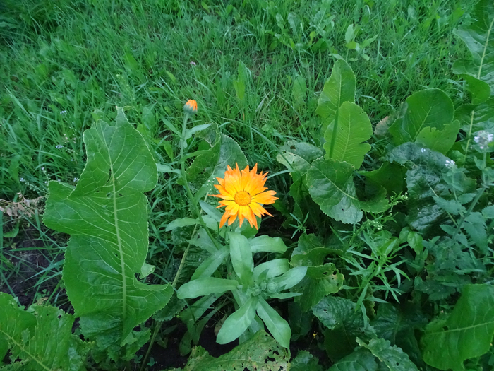 DSC00154 (700x525, 509Kb)