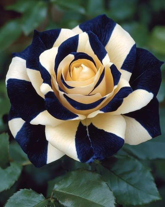 475409215_2366097637116425_4261317916476792359_n (560x700, 345Kb)