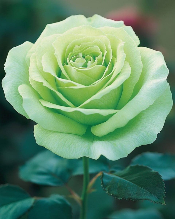 479160507_2370167256709463_5097914217447311710_n (560x700, 329Kb)