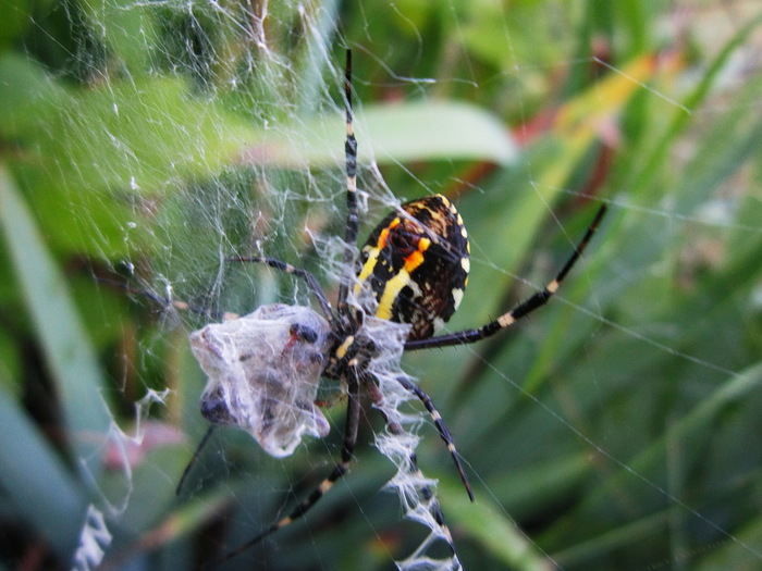 IMG_1329-0 (700x525, 113Kb)