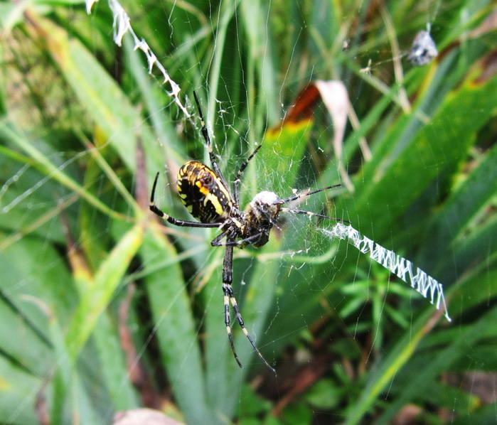 IMG_1356-0 (700x598, 139Kb)