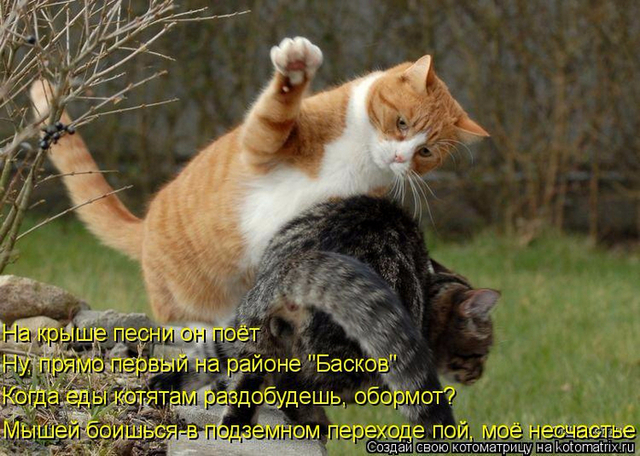 4743317_138874773_kotomatritsa_xg (640x456, 386Kb)