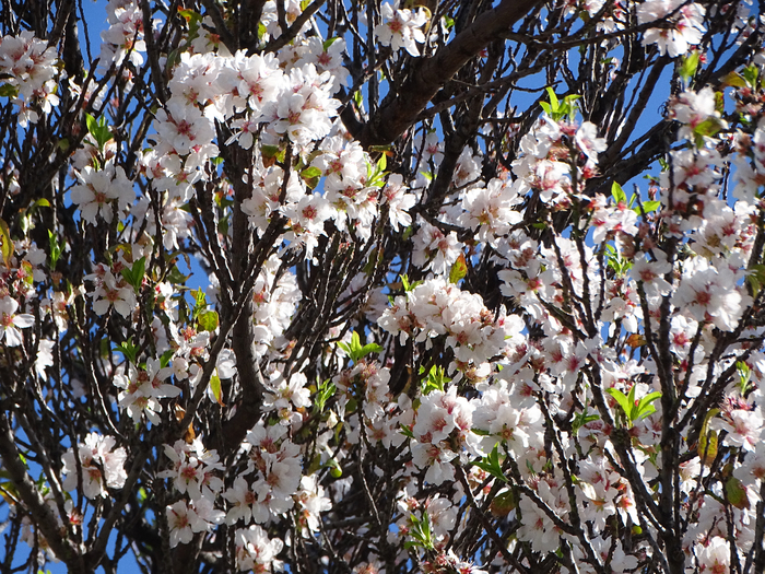 DSC00245 (700x525, 665Kb)