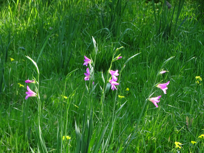 DSC00268 (700x525, 525Kb)