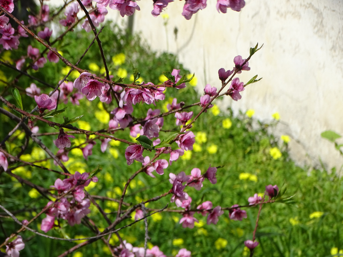 DSC00297 (700x525, 462Kb)