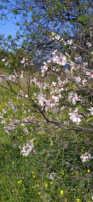 1710362252755 (322x700, 432Kb)
