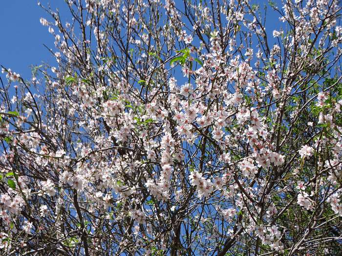 DSC00350 (700x525, 730Kb)