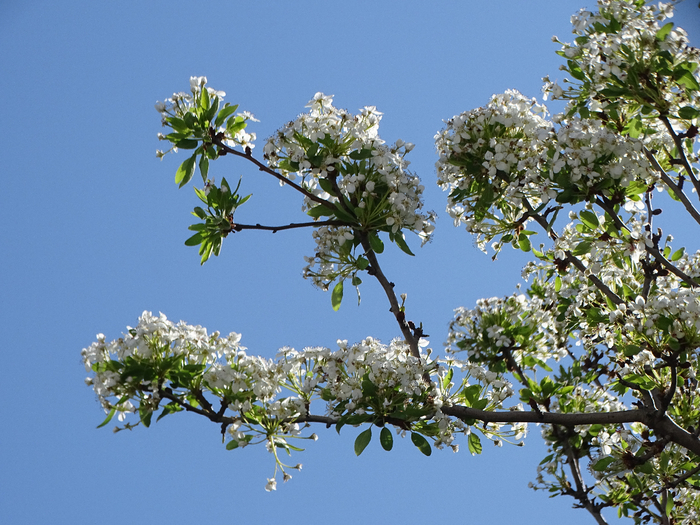 DSC00356 (700x525, 480Kb)