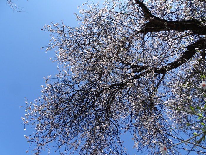 DSC00364 (700x525, 657Kb)