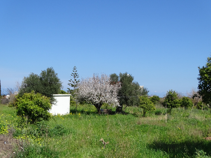 DSC00375 (700x525, 433Kb)