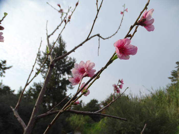 DSC00443 (700x525, 305Kb)
