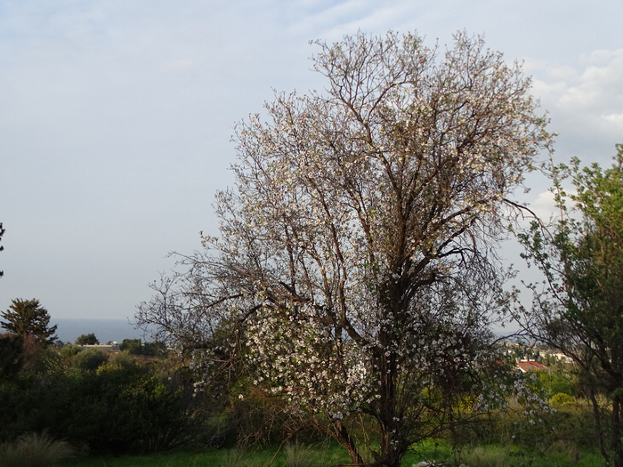 DSC00492 (700x525, 470Kb)