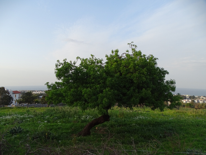 DSC00497 (700x525, 362Kb)