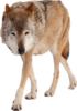 Animals Collection #6 (47) (70x100, 13Kb)
