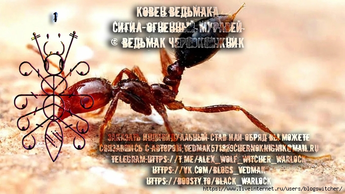 Сигил - Огненный Муравей.. (700x393, 250Kb)