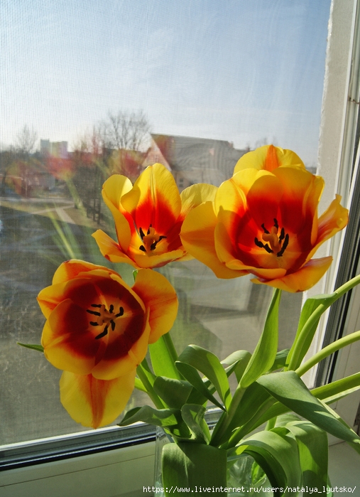 DSC03262 (507x700, 283Kb)