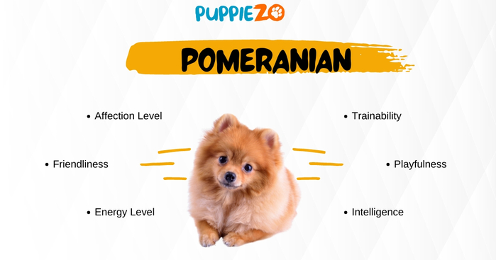 pomeranian dog price in india (700x367, 115Kb)