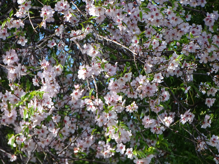 DSC00053 (700x525, 593Kb)